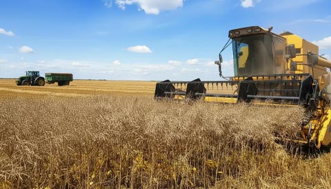 Culture Colza pour MPGV