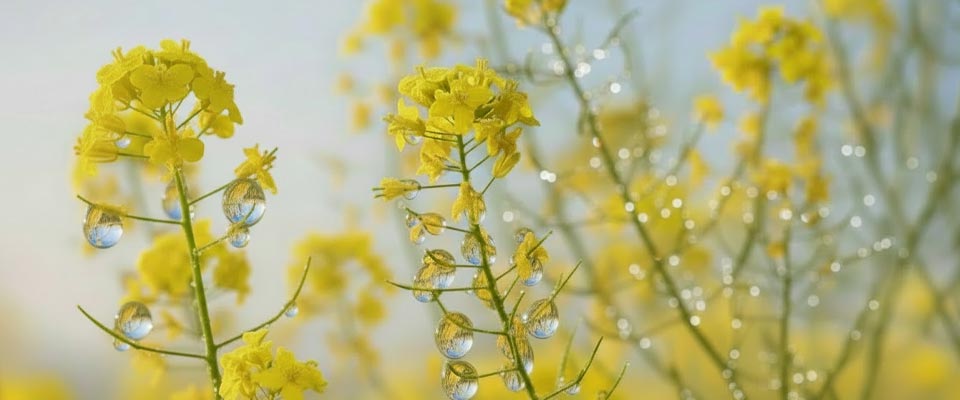 Monopropylène glycol végétal dans les e-liquides : une option plus saine