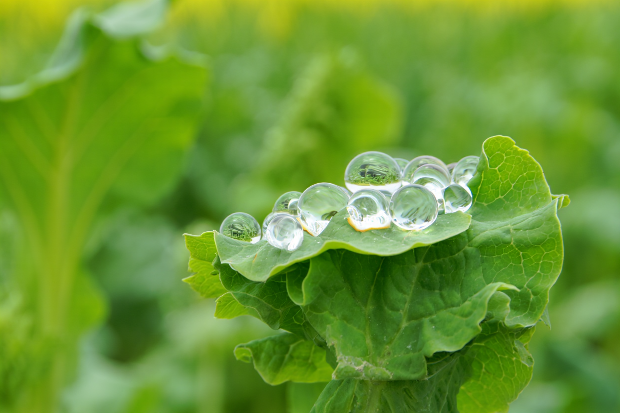 Monopropylène glycol végétal dans les e-liquides : une option plus saine